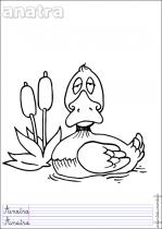 coloriage-canard-1